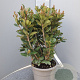 Rhaphiolepis umbellata ovata 40-60 cm 10L