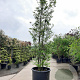 Sycoparrotia semidecidua 400-450 cm container meerstammig