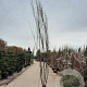 Tamarix africana 350-400 cm container meerstammig