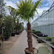 Trachycarpus fortunei 140 cm stam container