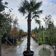 Trachycarpus fortunei 280 cm stam container