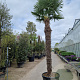 Trachycarpus fortunei 280 cm stam container