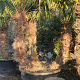 Trachycarpus fortunei GM container meerstammig