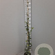 Trachelospermum jasminoides 125-150 cm 3,0L
