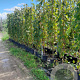 Vitis vinifera 250-300 cm 25L