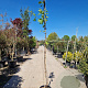 Vitis vinifera 250-300 cm 25L