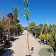 Vitis vinifera 250-300 cm 25L