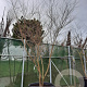 Zelkova serrata 300-350 cm container meerstammig