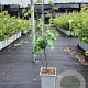 Amelanchier aln. 'Martin' 60-80 cm P15