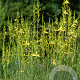 Asphodeline liburnica GM P9