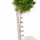 Betula p. Magical Globe 100-140 cm 10L