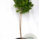 Betula p. Magical Globe 100-140 cm 10L