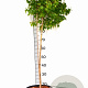 Betula p. Magical Globe 100-140 cm 10L