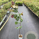 Corylus 'Rode Zellernoot' 60-80 cm P15