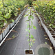 Cornus sanguinea 60-80 cm P15