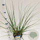 Cortaderia s. 'Sunningd. Silver' gm 4,0L