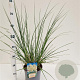 Cortaderia s. 'Sunningd. Silver' gm 4,0L