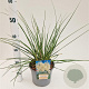 Cortaderia s. 'Sunningd. Silver' gm 4,0L
