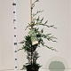 Cupressocyparis leylandii 60-80 cm 3,0L