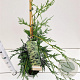 Cupressocyparis leylandii 60-80 cm 3,0L