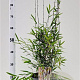 Fargesia nitida 'Black Pearl' 60-80 cm 5,0L