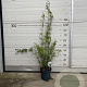Fargesia nitida 'Black Pearl' 60-80 cm 5,0L