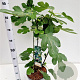 Ficus car. 'Brown Turkey' 30-40 cm 5,0L