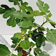 Ficus car. 'Brown Turkey' 30-40 cm 5,0L