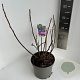 Ficus car. 'Rouge de Bordeaux' 40-50 cm 5,0L