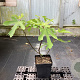 Ficus car. 'Rouge de Bordeaux' 40-50 cm 5,0L