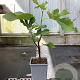 Ficus car. 'Panachée' 40-50 cm C1.5