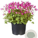 Geranium cant. 'Intense' GM P9