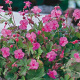 Geranium sang. 'Max Frei' GM P9