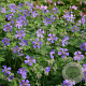 Geranium 'Philippe Vapelle' GM P9