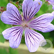 Geranium 'Philippe Vapelle' GM P9
