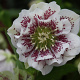 Helleborus o. 'D El. White Spotted' GM P9