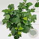 Hibiscus syr. 'Woodbridge' 40-50 cm 3,0L