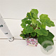 Lavatera maritima GM 2,5L
