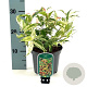 Leucothoe f. 'Rainbow' 25-30 cm 2,0L