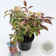 Leucothoe f. 'Rainbow' 25-30 cm 2,0L