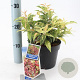 Leucothoe f. 'Rainbow' 25-30 cm 2,0L
