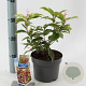 Leucothoe f. 'Rainbow' 25-30 cm 2,0L