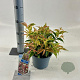 Leucothoe f. 'Rainbow' 25-30 cm 2,0L