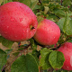 Malus d. 'Harry Master's Jersey' 150-175 cm 10L
