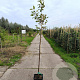 Malus d. 'Ingrid Marie' 150-175 cm 10L