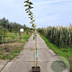 Malus d. 'Rode Boskoop' halfstam 10L