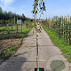 Malus d. 'Summerred' 100-125 cm 10L