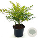Nandina d. 'Gulf Stream' 25-30 cm 2,0L