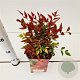 Nandina d. Obsessed 20-30 cm 2,5L