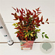 Nandina d. Obsessed 20-30 cm 2,5L